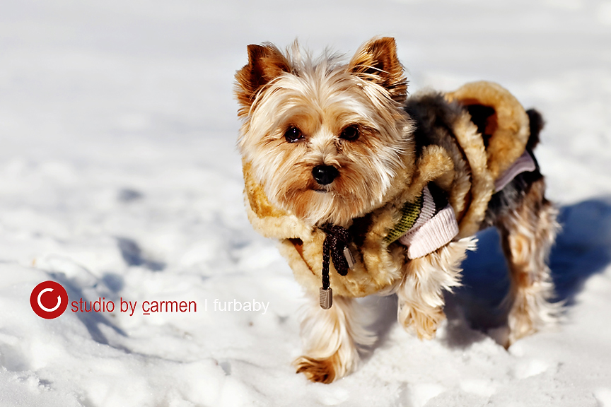 Pet Photography Miami Pet Photography Miami